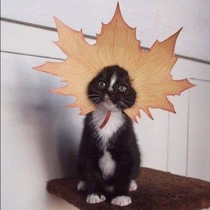 Meet your Posher, Inna